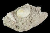 Eocene Fossil Gastropods (Globularia & Sigmesalia) - Damery, France #73809-1